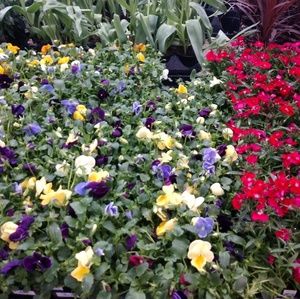 Meet your Posher, Allyson